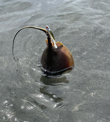 アカエイの釣果