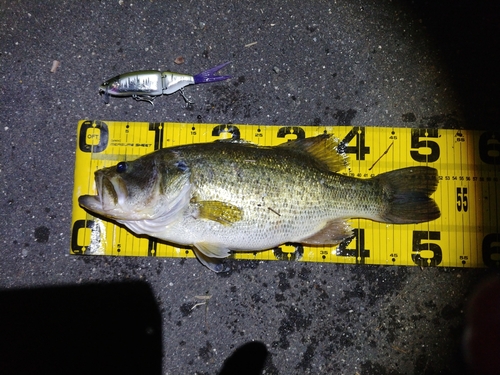 ブラックバスの釣果