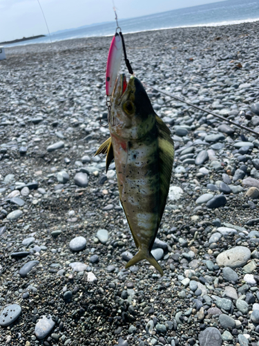 シイラの釣果