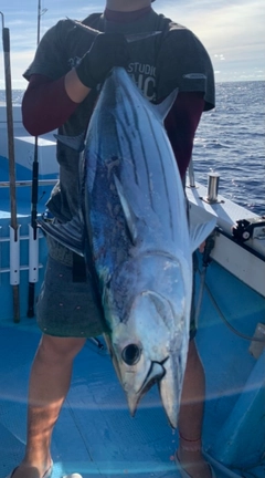 キハダマグロの釣果