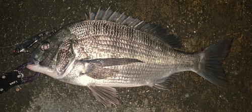 クロダイの釣果