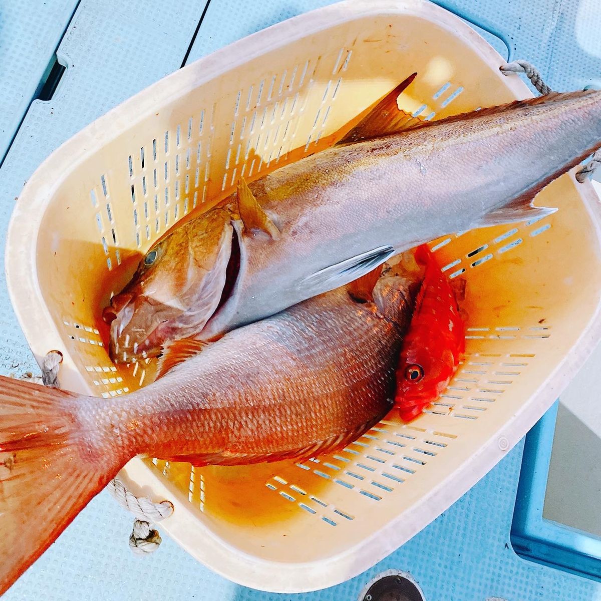 hkoshitokyoさんの釣果 3枚目の画像