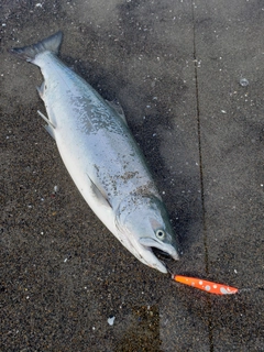 サクラマスの釣果