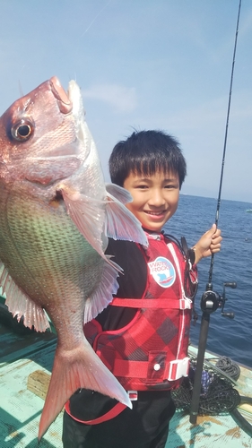 マダイの釣果