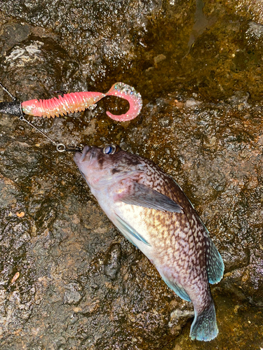 マゾイの釣果