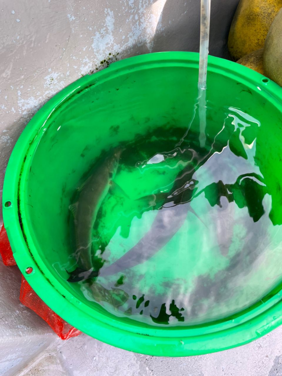 ぐーふぃさんの釣果 2枚目の画像