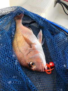 マダイの釣果