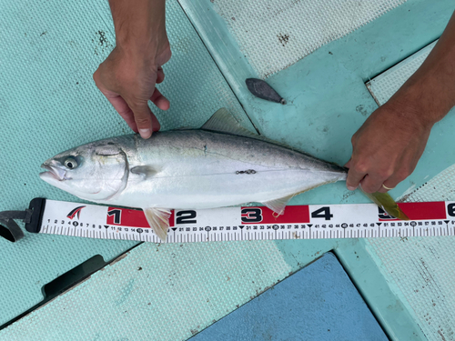 ハマチの釣果