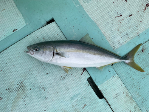 ハマチの釣果