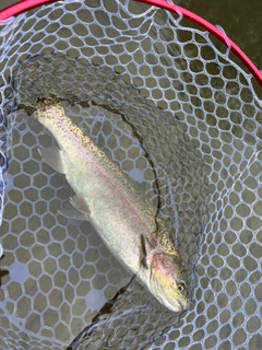 レインボートラウトの釣果