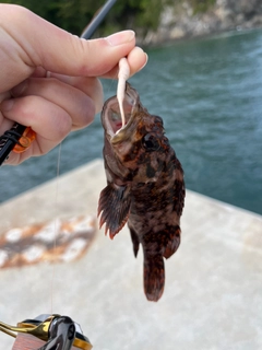 オウゴンムラソイの釣果