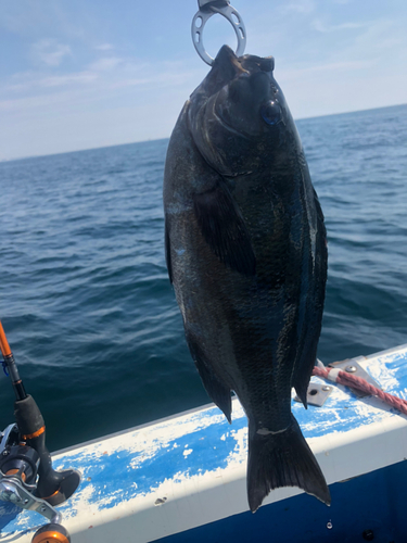 メジナの釣果