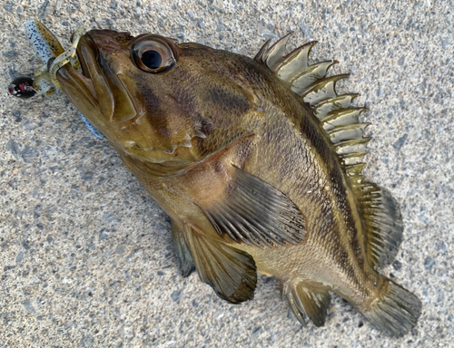 シマゾイの釣果