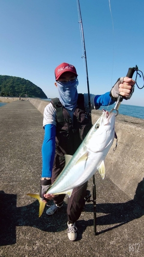 ハマチの釣果