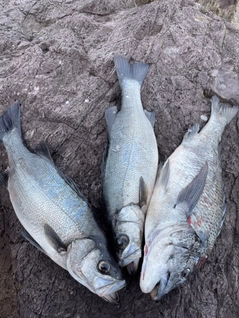 ヒラスズキの釣果