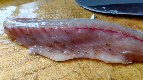 サバの釣果