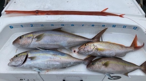 ヒレナガカンパチの釣果