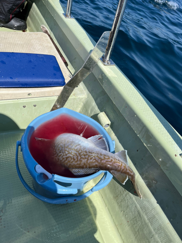 マダラの釣果