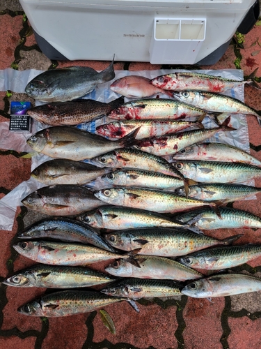 サバの釣果