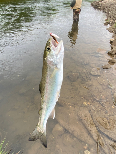 ニジマスの釣果