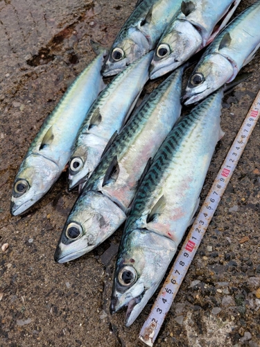 サバの釣果