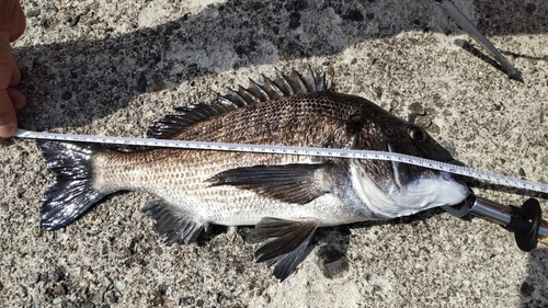 チヌの釣果