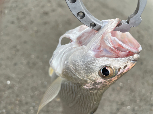 ニベの釣果