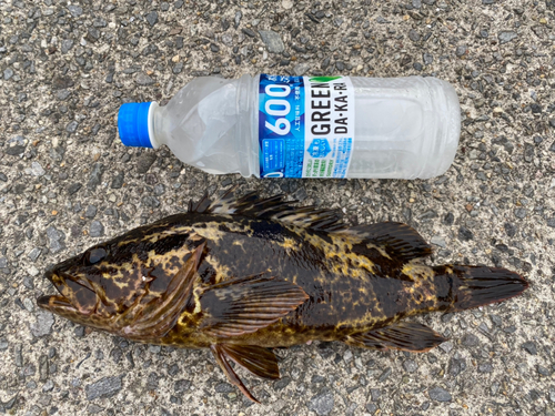 タケノコメバルの釣果