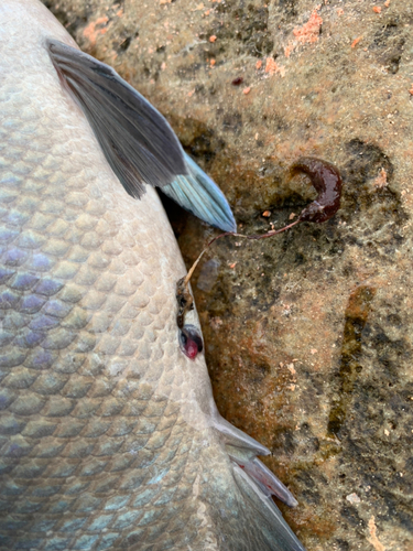 グレの釣果