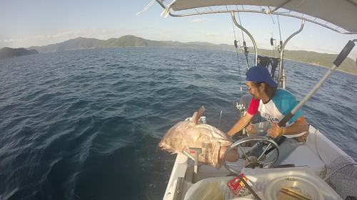 チャイロマルハタの釣果