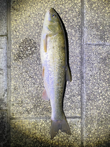 ウグイの釣果