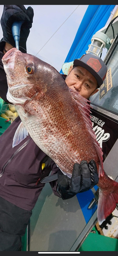 マダイの釣果