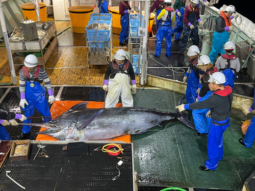 クロカジキの釣果