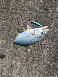 ネイリの釣果