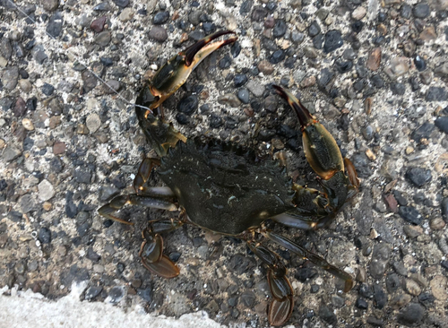 カニの釣果