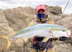 ブリの釣果