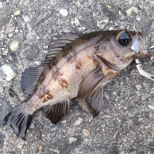 メバルの釣果