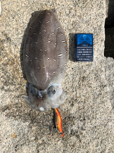 モンゴウイカの釣果