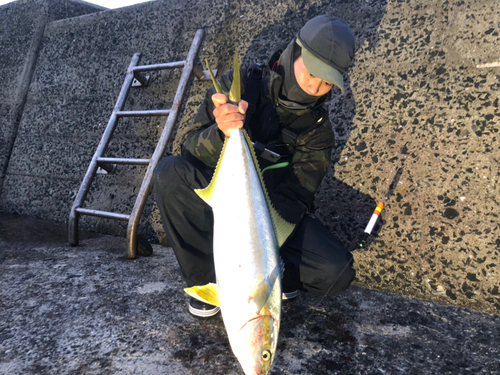 ヒラマサの釣果