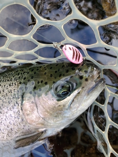 ニジマスの釣果