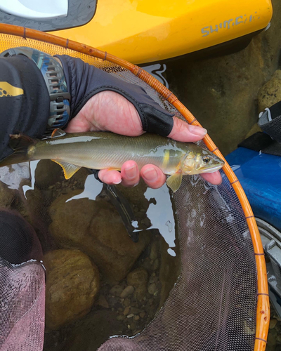 アユの釣果