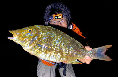 ハマフエフキの釣果