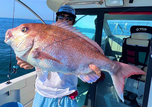 マダイの釣果