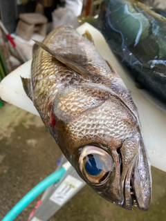 クロムツの釣果