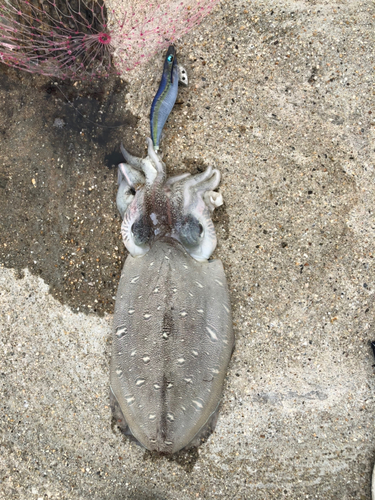 モンゴウイカの釣果