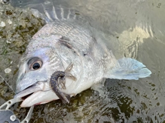 キビレの釣果