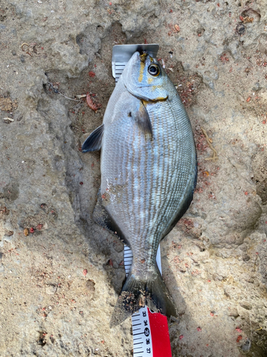 イスズミの釣果