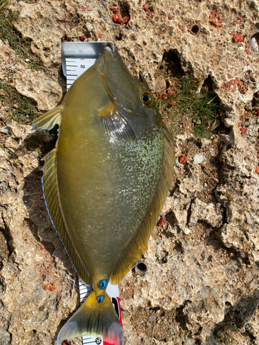 テングハギモドキの釣果