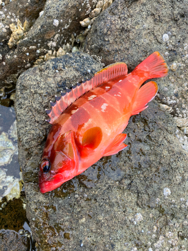 アカハタの釣果