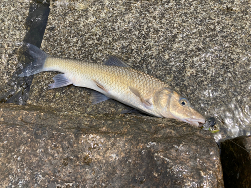 ニゴイの釣果